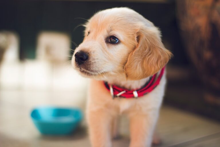 Entenda as causas do mau hálito em filhotes de cachorro 3 Entenda as causas do mau hálito em filhotes de cachorro