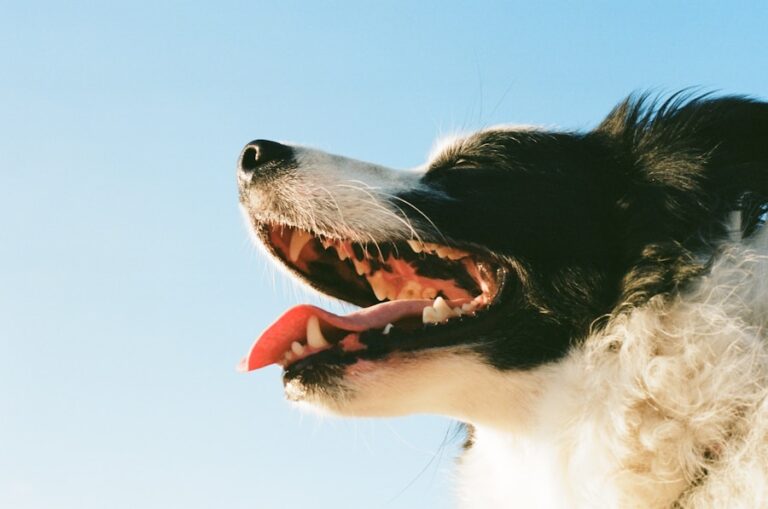 Sinais de tártaro em cachorros: saiba como prevenir e tratar esse problema comum 2 Sinais de tártaro em cachorros: saiba como prevenir e tratar esse problema comum