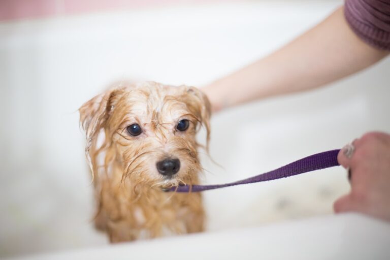 Entenda as possíveis causas do mau hálito em cachorros idosos 3 Entenda as possíveis causas do mau hálito em cachorros idosos