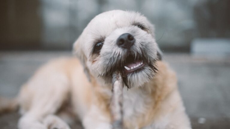 O que pode estar causando o mau hálito no seu cachorro idoso? Descubra aqui! 2 O que pode estar causando o mau hálito no seu cachorro idoso? Descubra aqui!