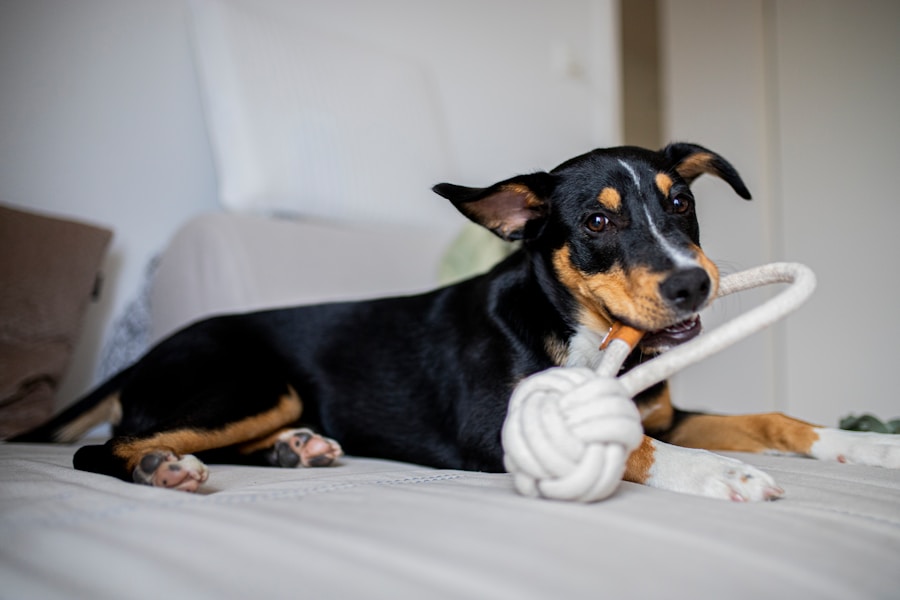 Prevenção do tártaro em cachorros: cuidados diários que fazem a diferença