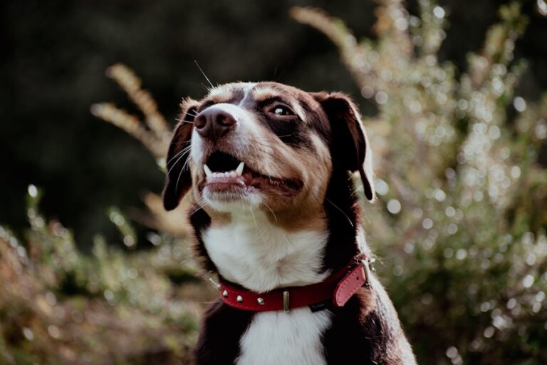 Limpeza dos dentes em cachorro: descubra os benefícios de manter a higiene bucal do seu pet em dia