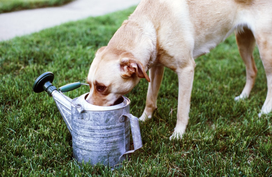 Giardia em cachorro: sinais que não podem ser ignorados pelos tutores
