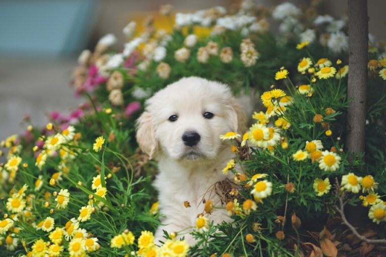 Vermífugo para cachorro: descubra os sinais de infestação e a melhor forma de prevenção