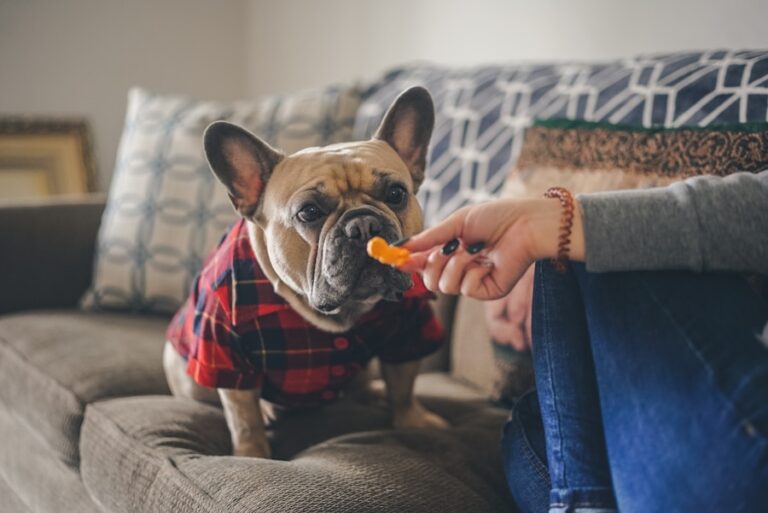 Cachorro e cenoura: uma combinação saudável para a alimentação do seu pet