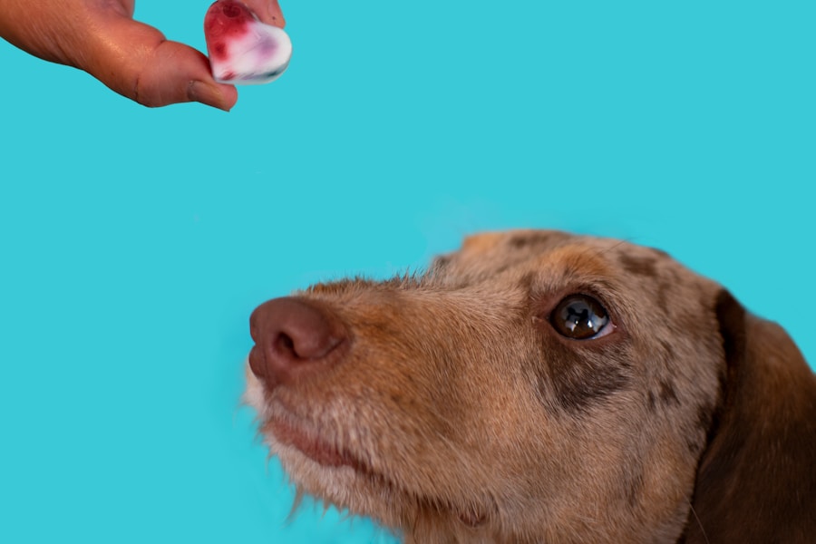 Vermífugo para cachorro adulto: tudo o que você precisa saber