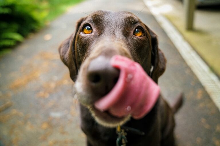 Pós-vacinação: Saiba quando é seguro dar banho no seu cachorro