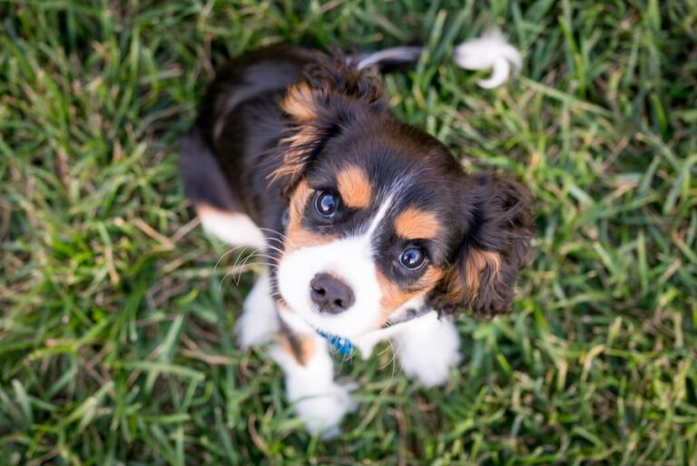 Dicas infalíveis para evitar que seu cachorro faça xixi fora do tapete
