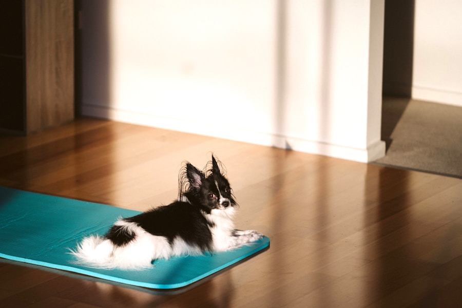 Guia completo: como escolher o tamanho certo de tapete higiênico para cachorro pequeno