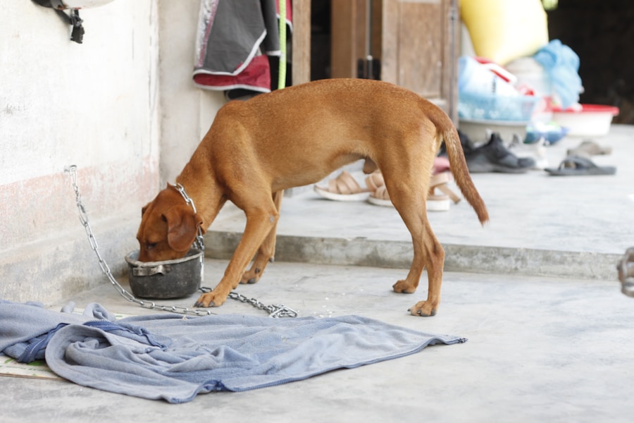Arroz para cachorro: mitos e verdades sobre esse alimento na alimentação canina! 1 Arroz para cachorro: mitos e verdades sobre esse alimento na alimentação canina!