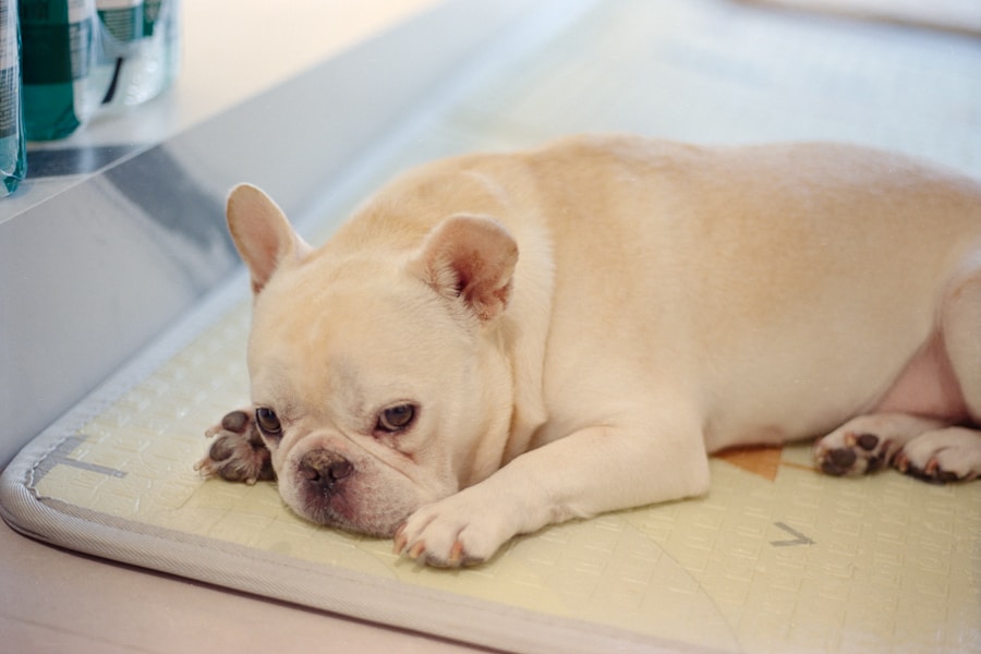 Descubra o segredo para escolher o tamanho perfeito de tapete higiênico para seu cachorro pequeno
