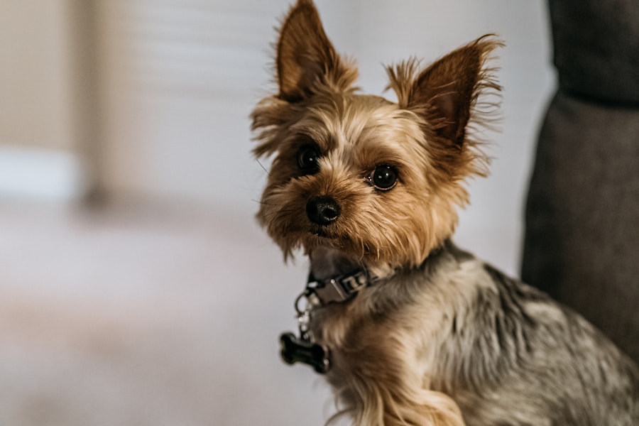 Tudo o que você precisa saber sobre o Yorkshire Terrier: características, temperamento e dicas de cuidados
