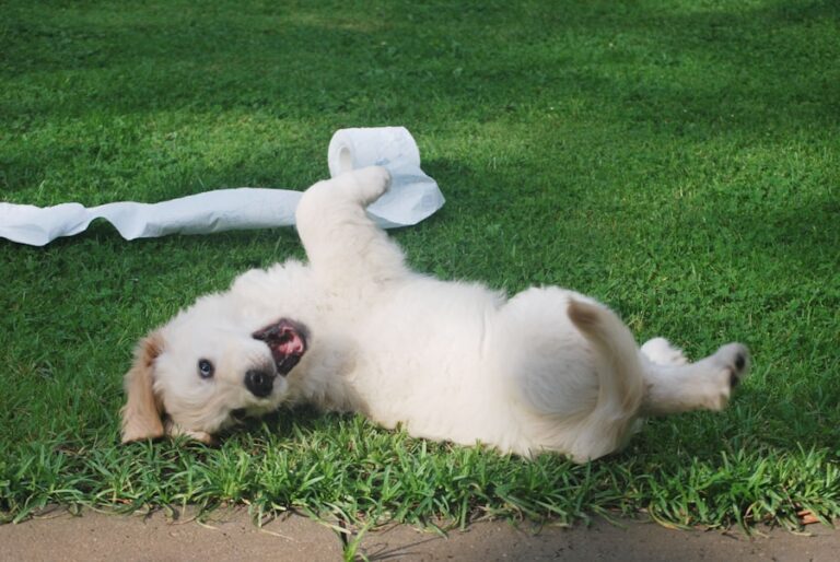 Entenda por que seu cachorro faz xixi fora do tapete e como resolver esse problema