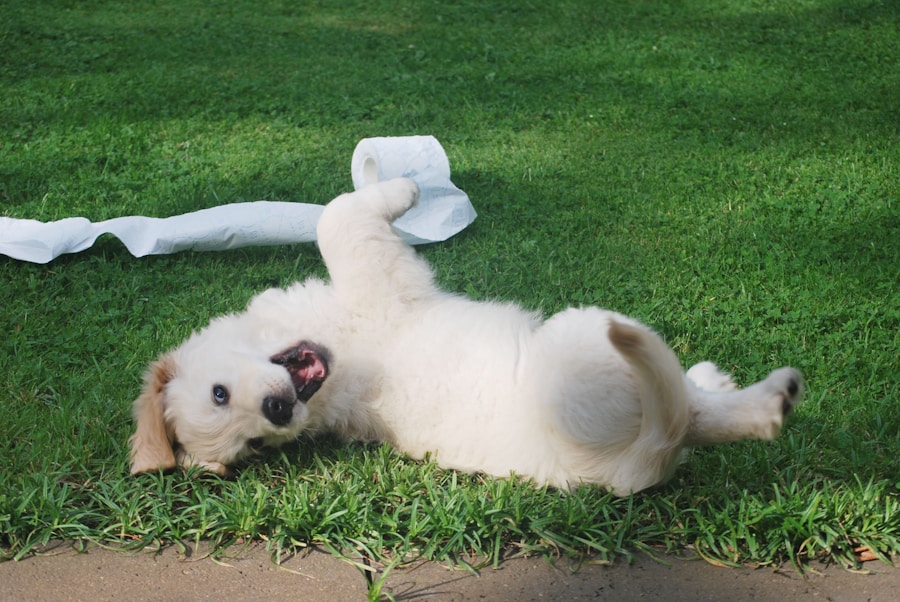 Entenda por que seu cachorro faz xixi fora do tapete e como resolver esse problema