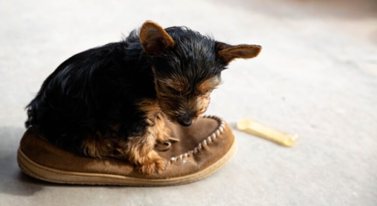 Guia completo: como escolher o tamanho certo de tapete higiênico para cachorro pequeno