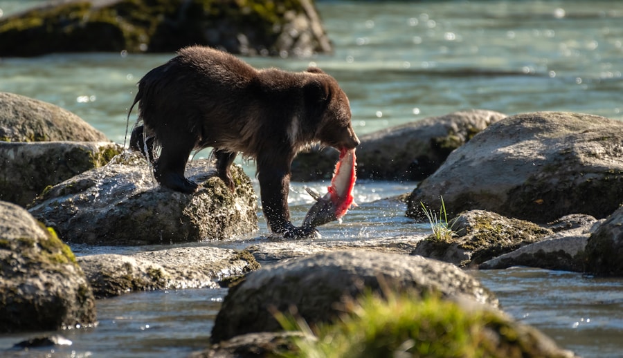 Cachorro e peixe: mitos e verdades sobre essa combinação na alimentação canina 1 Cachorro e peixe: mitos e verdades sobre essa combinação na alimentação canina