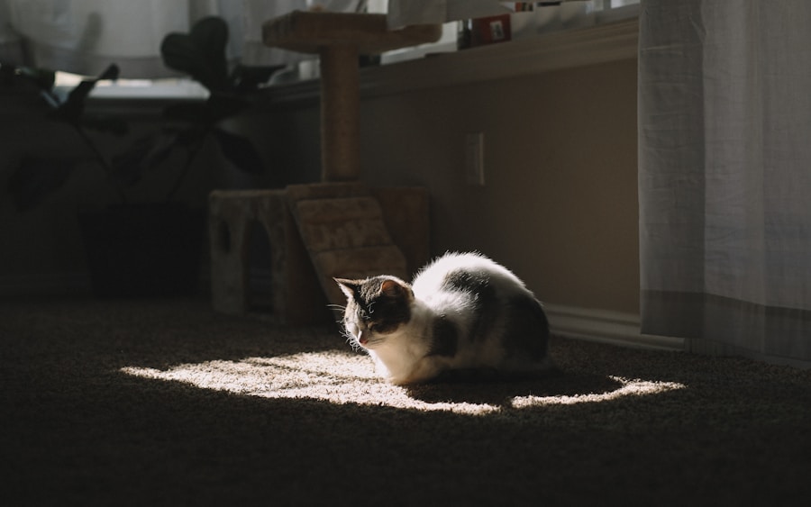 Por que meu gato não quer usar a caixa de areia? Descubra as causas mais comuns