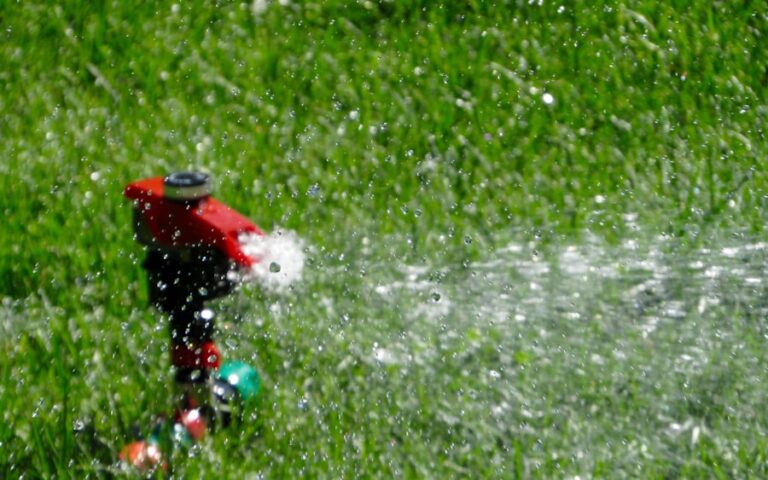 Os benefícios do bebedouro automático para cachorro: vale a pena ter um em casa?