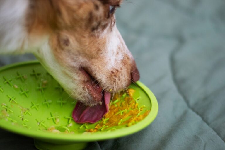 Comedouro lento para cachorro: Entenda como ele pode ajudar a evitar problemas digestivos