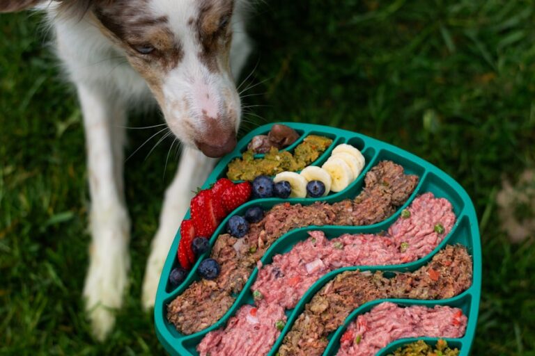 Como evitar que seu cachorro coma muito rápido: dicas e truques