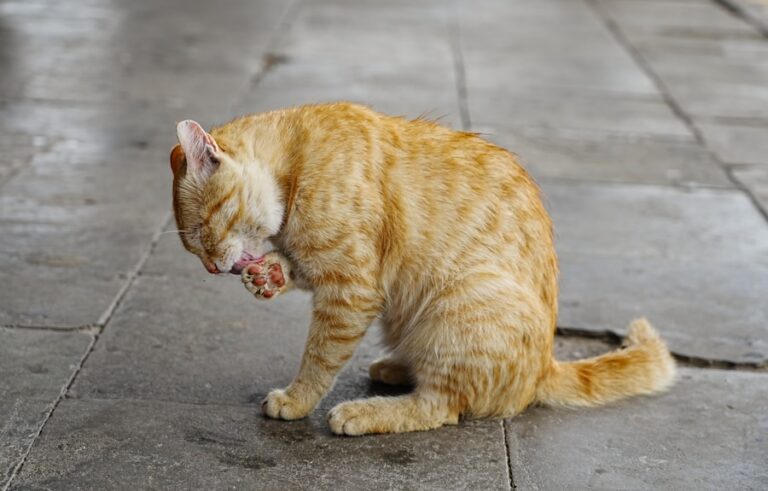 Dicas para ajudar seu gato a comer mais devagar e evitar vômitos