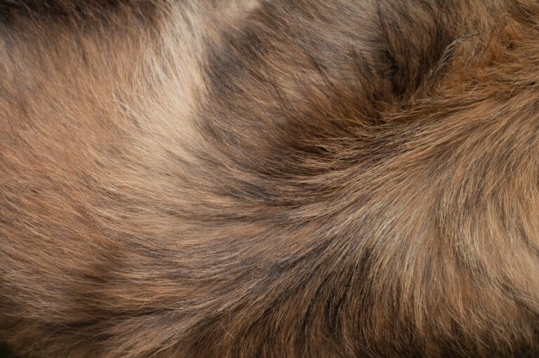 Como cuidar da queda de pelo em Lulus da Pomerânia: dicas e orientações