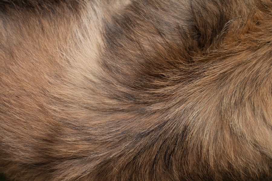 Como cuidar da queda de pelo em Lulus da Pomerânia: dicas e orientações
