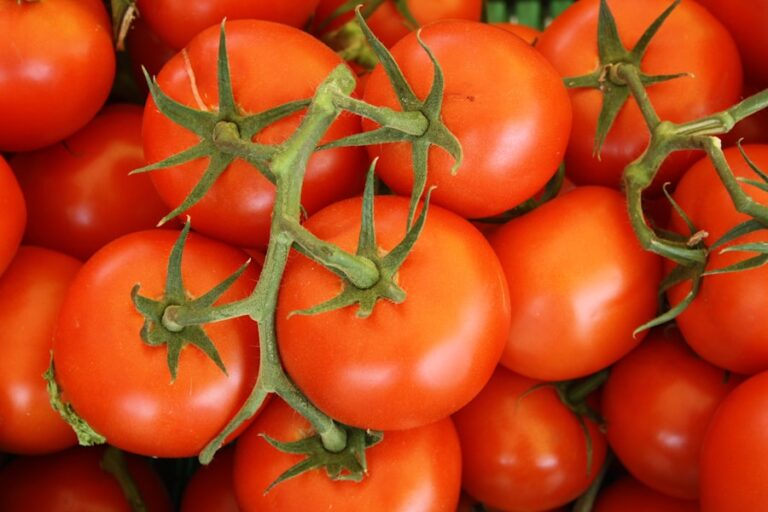 Tomate: vilão ou aliado na alimentação do seu cachorro? Saiba mais sobre esse polêmico alimento!