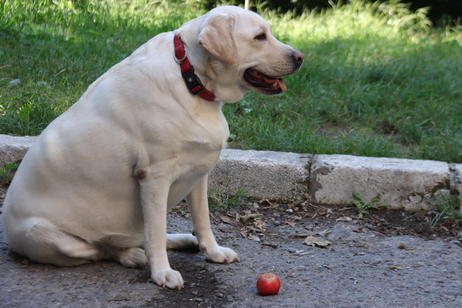 Saiba como oferecer maçã com segurança para o seu melhor amigo de quatro patas 1 Saiba como oferecer maçã com segurança para o seu melhor amigo de quatro patas