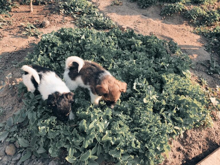 Alface na dieta do cachorro: o que os tutores precisam saber!