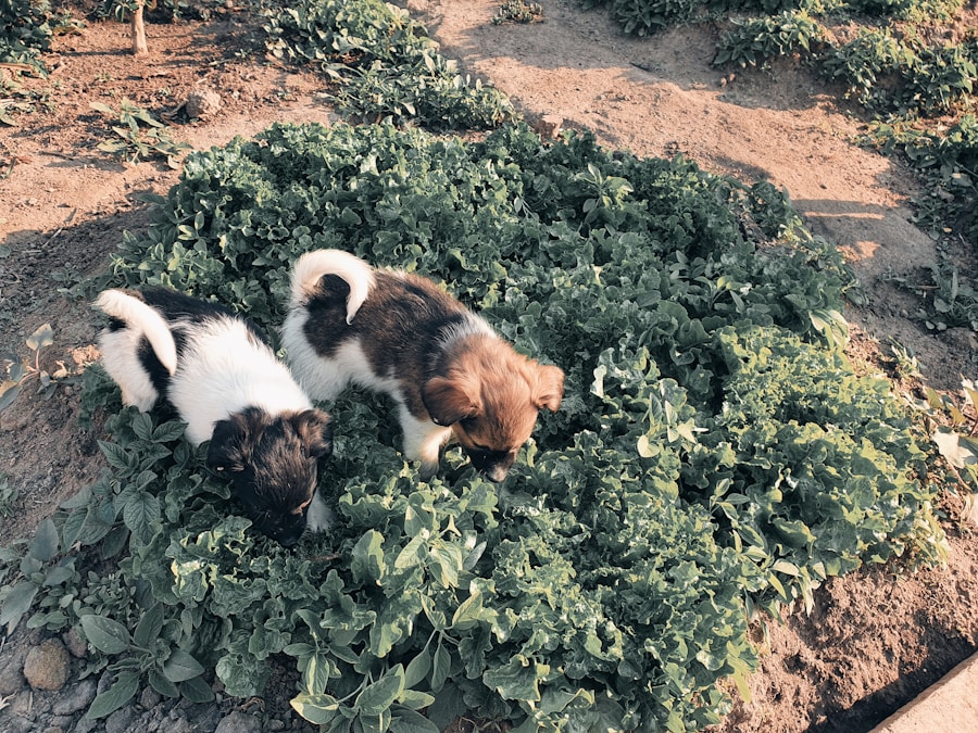 Alface na dieta do cachorro: o que os tutores precisam saber! 1 Alface na dieta do cachorro: o que os tutores precisam saber!