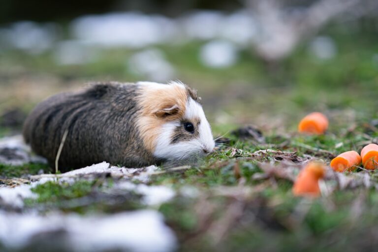 Os benefícios e riscos do caqui maduro na dieta do seu cachorro