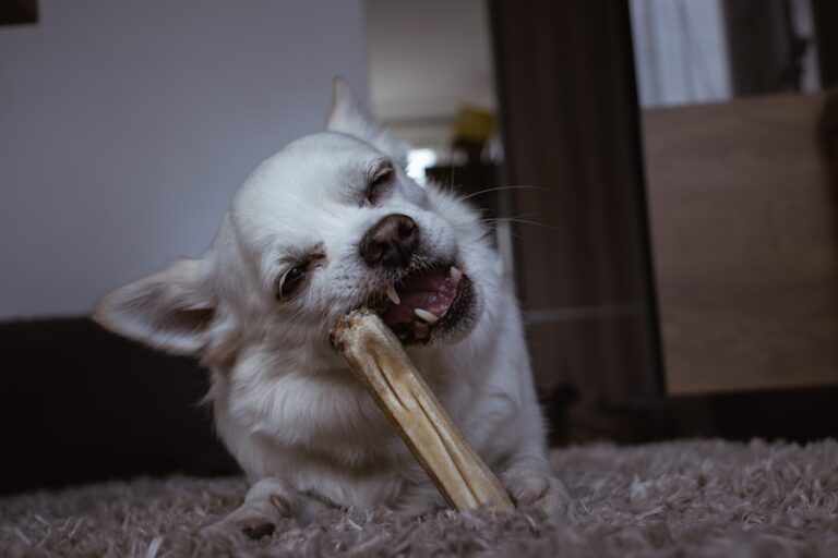 Afinal, cachorro pode comer queijo branco? Saiba tudo sobre essa polêmica alimentar!