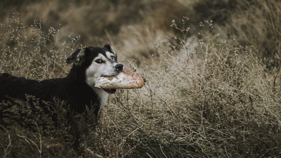 Mitos e verdades sobre alimentação canina: o que você precisa saber sobre o pão francês