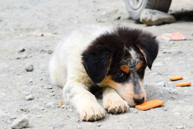 Pepino: um petisco saudável ou perigoso para o seu cachorro?