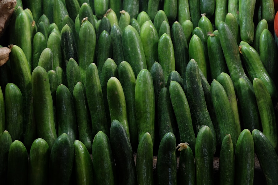 Pepino: um petisco saudável para cachorros? Saiba mais sobre os benefícios desse alimento! 1 Pepino: um petisco saudável para cachorros? Saiba mais sobre os benefícios desse alimento!