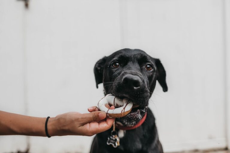 Os riscos de oferecer pão ao seu cachorro: dicas e cuidados essenciais para a saúde do seu pet!