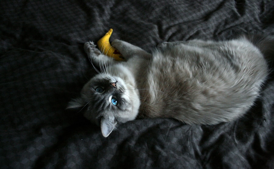 Gato e banana: uma combinação inusitada! Entenda se é seguro oferecer essa fruta ao seu bichano.