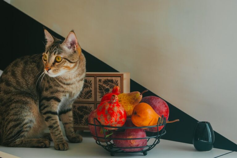Como introduzir maçã na dieta do seu gato de forma segura