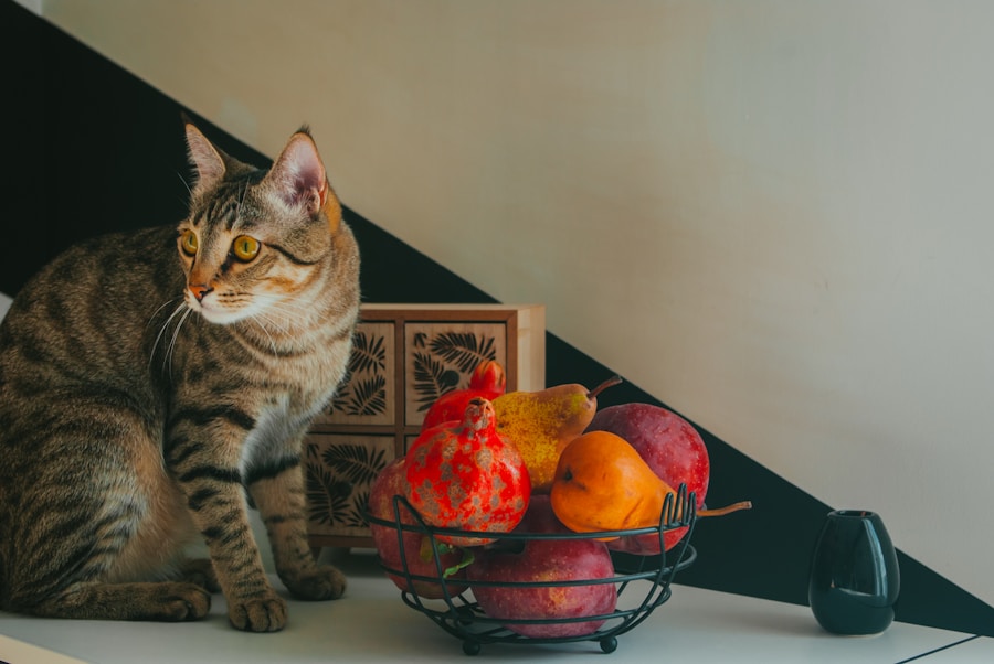 Como introduzir maçã na dieta do seu gato de forma segura 1 Como introduzir maçã na dieta do seu gato de forma segura
