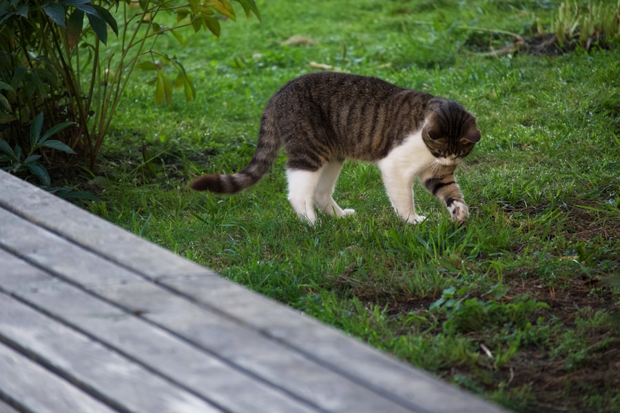 Gato pode comer peixe? Conheça as melhores opções e cuidados ao oferecer esse alimento ao seu felino! 1 Gato pode comer peixe? Conheça as melhores opções e cuidados ao oferecer esse alimento ao seu felino!