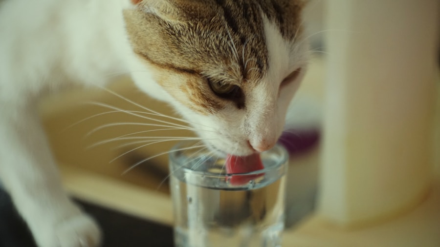 Entenda por que alguns gatos podem ter intolerância ao leite