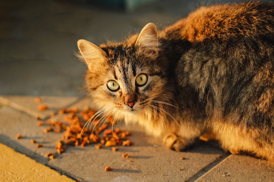 Os perigos de oferecer ração de cachorro para o seu gato: saiba mais!