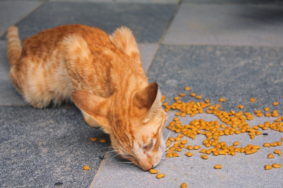 Afinal, gato pode ou não pode comer arroz? Entenda a importância da dieta felina
