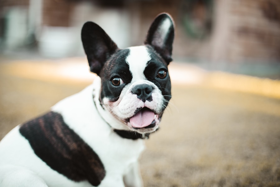 Bulldog Francês: personalidade, cuidados e curiosidades sobre essa raça adorável