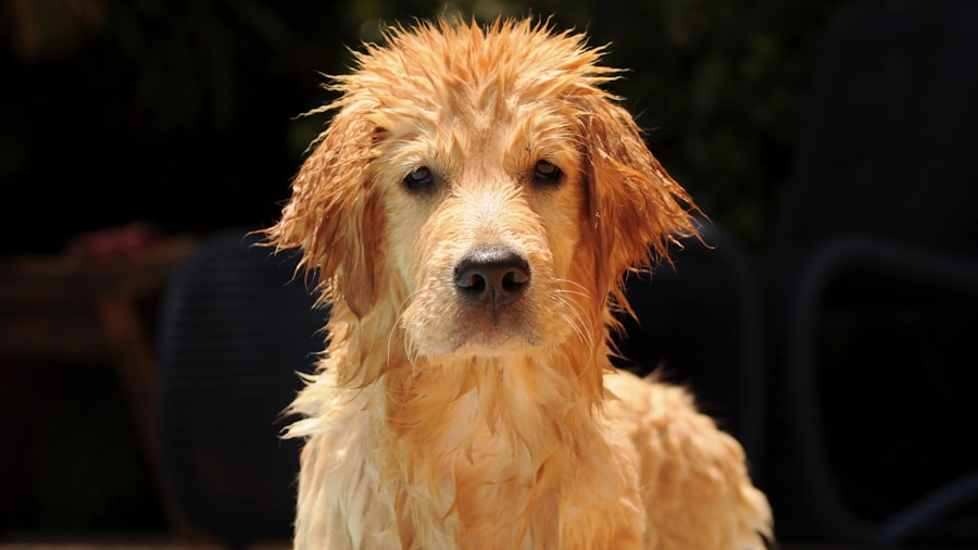 Por que meu cachorro está com mau cheiro? Conheça as possíveis causas e soluções 1 Por que meu cachorro está com mau cheiro? Conheça as possíveis causas e soluções