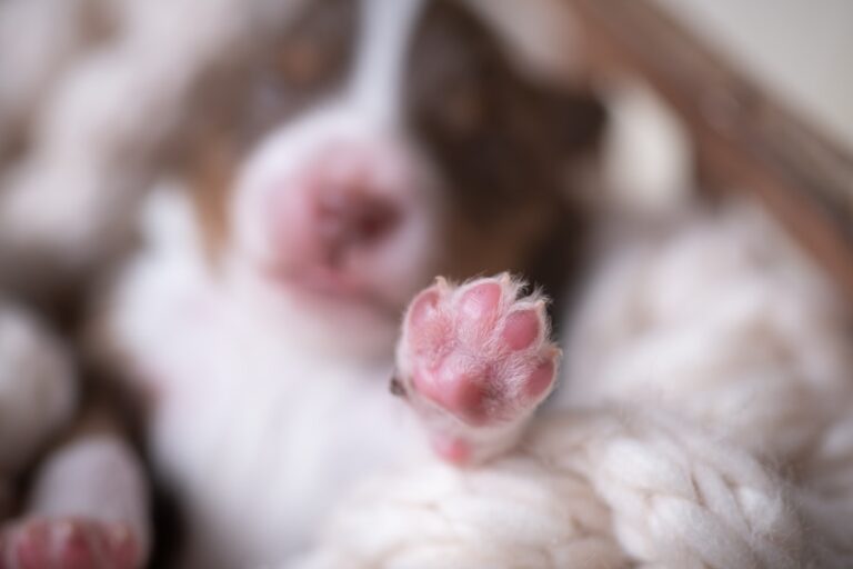Por que meu cachorro está lambendo a pata? Descubra as possíveis causas!