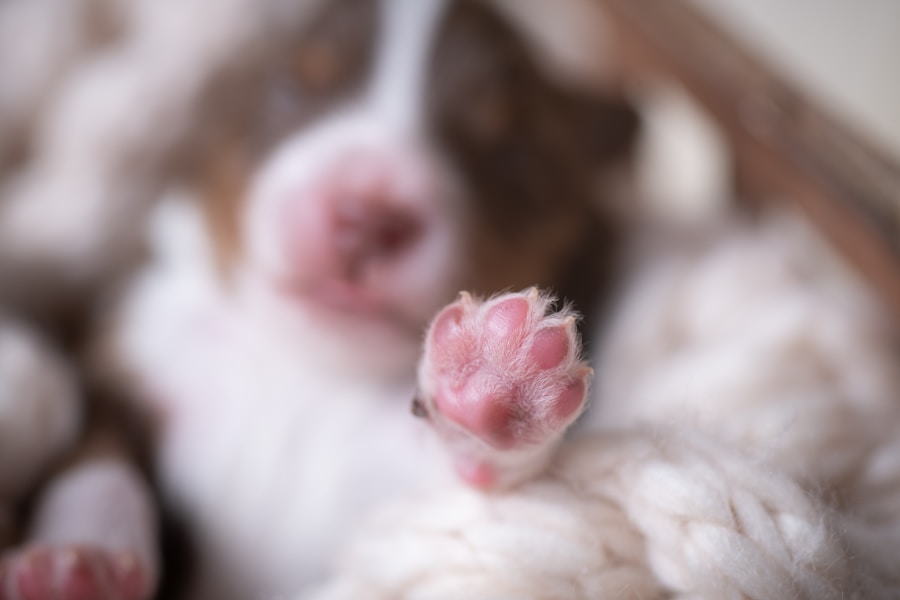 Por que meu cachorro está lambendo a pata? Descubra as possíveis causas!