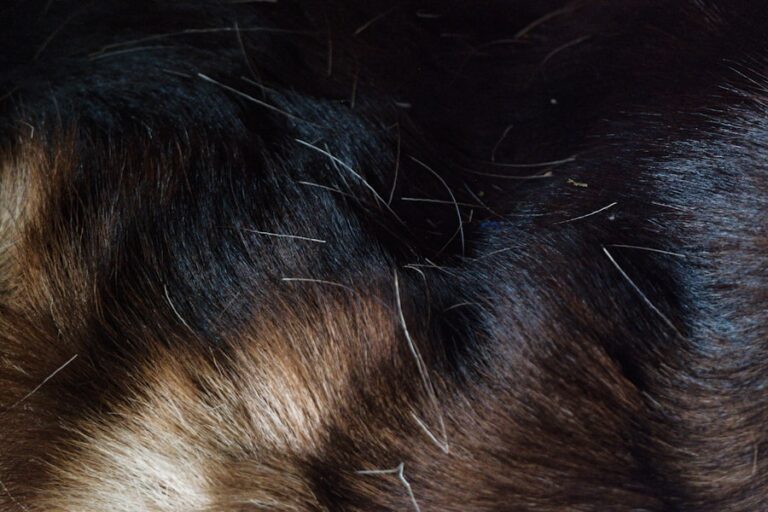 Cachorro com queda de pelo: saiba quando é hora de se preocupar