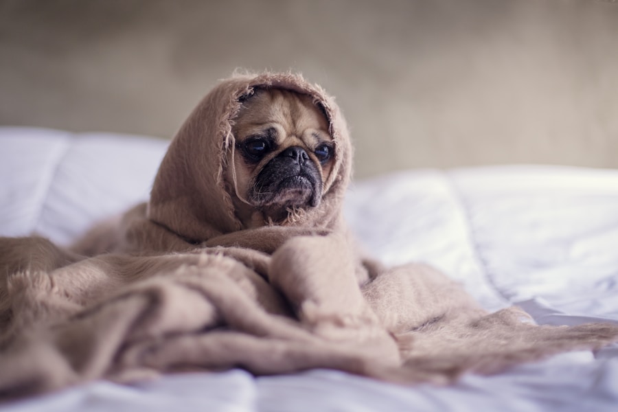 Entenda por que o nariz seco do seu cachorro pode ser sinal de doença